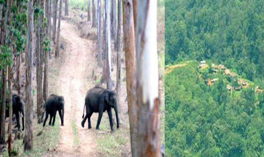 Idamalakkudy a Village inside the Forest