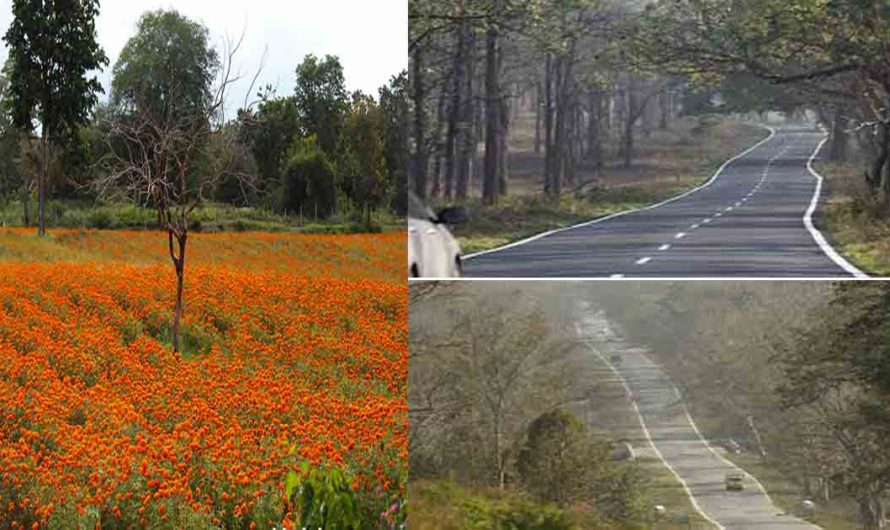 Spring in Gundlupet Karnadaka