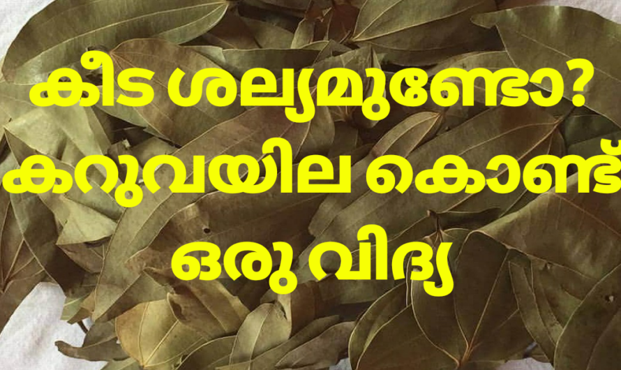 കീടങ്ങളെ തുരത്താൻ കറുവയില മതി .