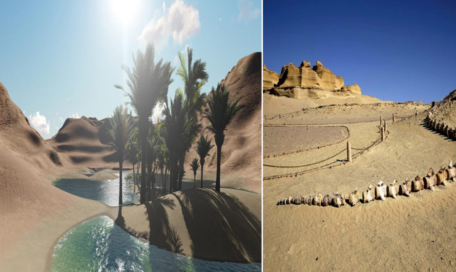 The Journey to search oasis in Desert