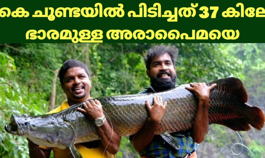 കൈ ചൂണ്ടയിൽ കുടുങ്ങിയത് 37 കിലോ ഭാരം വരുന്ന അരാപൈമ