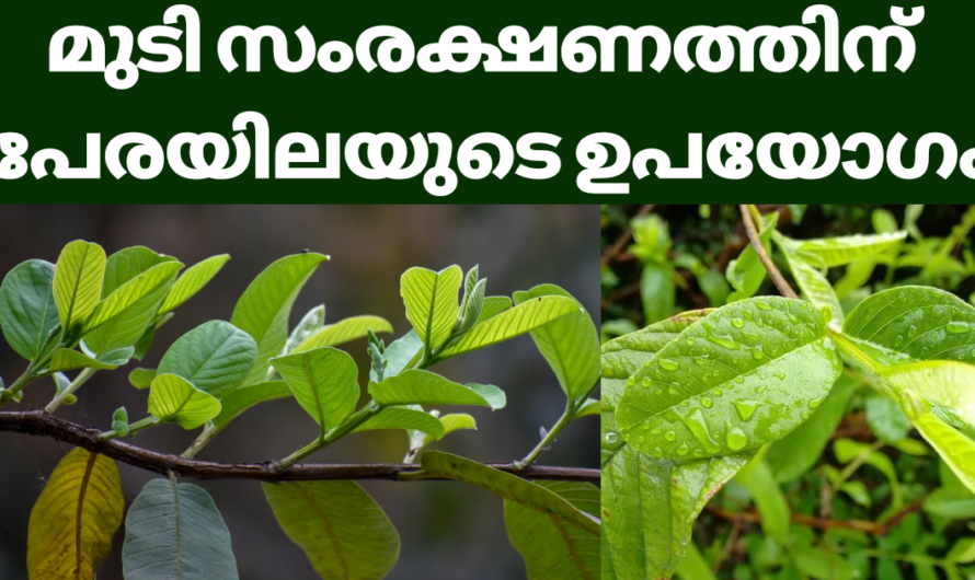 മുടി സംരക്ഷണത്തിന് പേരയിലയുടെ ഉപയോഗം