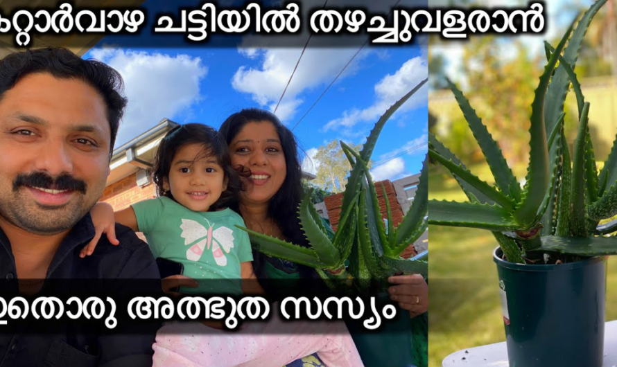 കറ്റാർവാഴ കരുത്തോടെ ചെടി ചട്ടിയിൽ വളർത്താം