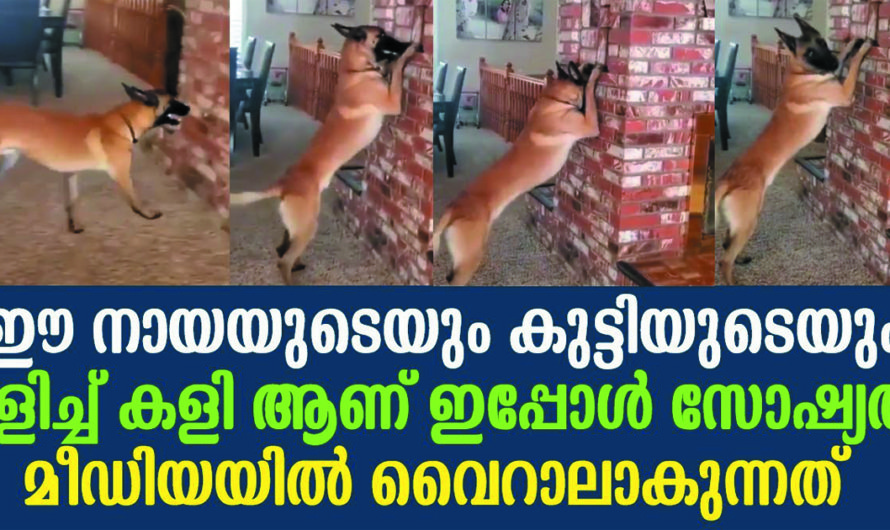 സോഷ്യൽ മീഡിയയിൽ വൈറലായി നായയുടെയും കുട്ടിയുടെയും ഒളിച്ച് കളി