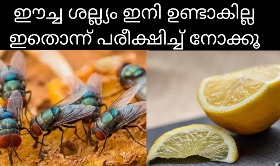 ഈച്ചകളെ തുരത്താൻ നാരങ്ങ കൊണ്ട്‌ ഒരു വിദ്യ