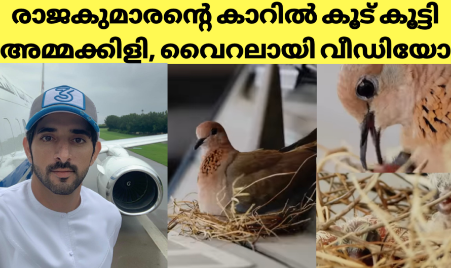 കാറിൽ കൂട് കൂട്ടിയ അമ്മക്കിളിക്ക് കോടികൾ വിലമതിക്കുന്ന ബെൻസ് വിട്ട് കൊടുത്ത രാജകുമാരൻ