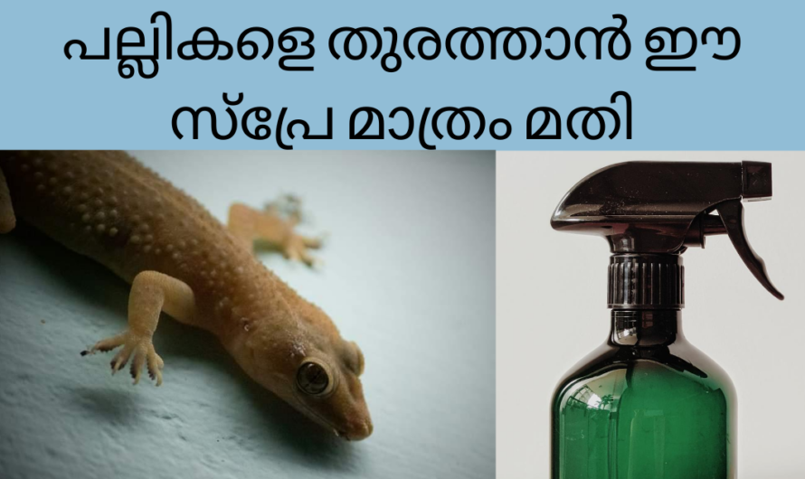 വീട്ടിൽ പല്ലി ശല്ല്യം ഉണ്ടോ? ഇത് ഒന്ന് തളിച്ചാൽ മതി