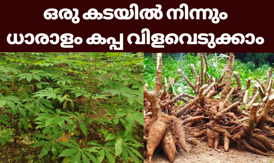 കപ്പ കൃഷിയിൽ ഇരട്ടി വിളവെടുക്കാൻ എളുപ്പവിദ്യ