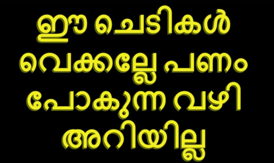 ഈ ചെടികൾ വെക്കല്ലേ പണം പോകുന്ന വഴി  അറിയില്ല