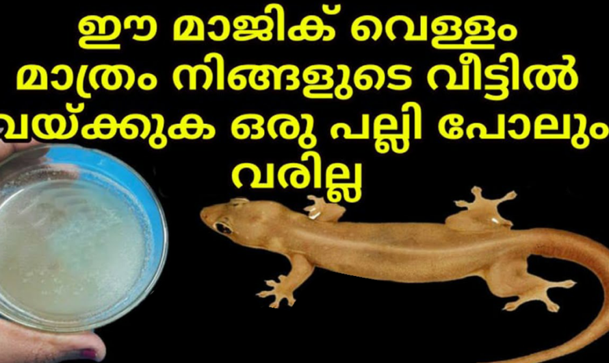 പല്ലി ശല്യം അകറ്റാൻ ഈ വെള്ളം ഒരു തുള്ളി മതി