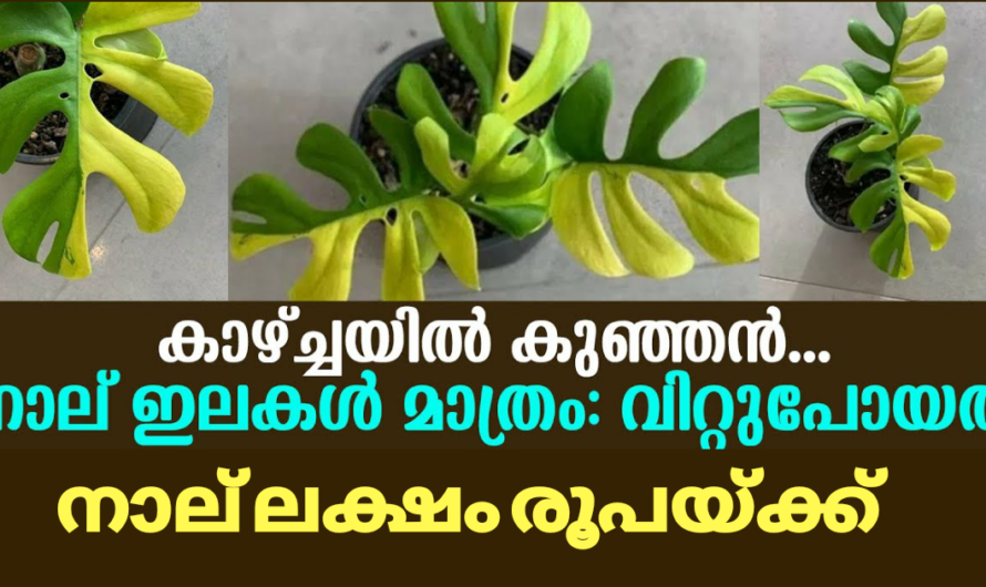 നാല് ഇലകൾ മാത്രമുള്ള ചെടി,  വിറ്റു പോയത് നാല് ലക്ഷം രൂപയ്ക്ക്