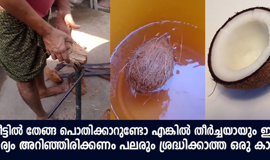 തേങ്ങ പൊതിക്കും മുൻപ് ഇക്കാര്യങ്ങൾ ഒന്ന് അറിഞ്ഞിരിക്കുക പലരും ഇന്നും ശ്രദ്ധിക്കാത്ത ഒരു കാര്യം