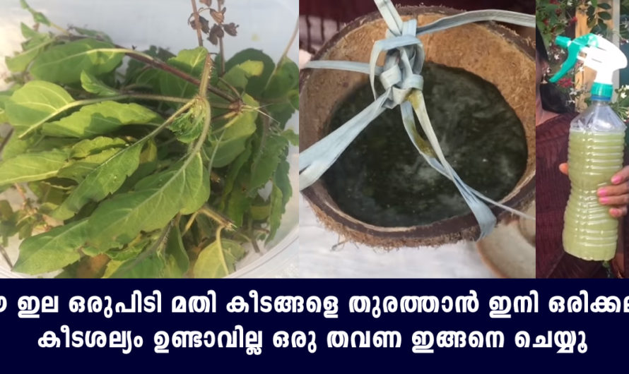 ഈ ഒരു ഇല മതി കീടങ്ങളെ തുരത്താന്‍ ഒരു തവണ ഇങ്ങനെ ചെയ്‌താല്‍ പിന്നെ വരില്ല