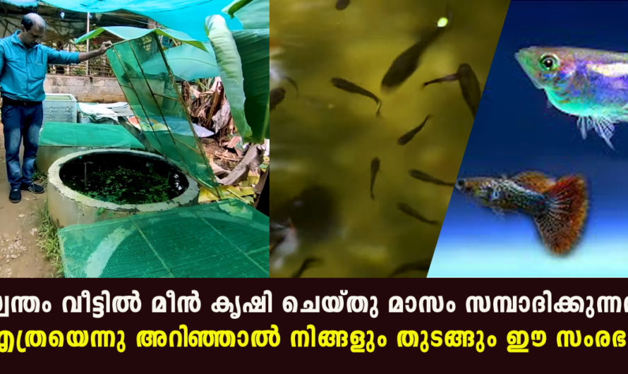 ഇദ്ദേഹം വീട്ടില്‍ മീന്‍ വളര്‍ത്തി സമ്പാദിക്കുന്നത് എത്രയെന്നു അറിഞ്ഞാല്‍ നിങ്ങളും തുടങ്ങും ഈ മീന്‍ കൃഷി