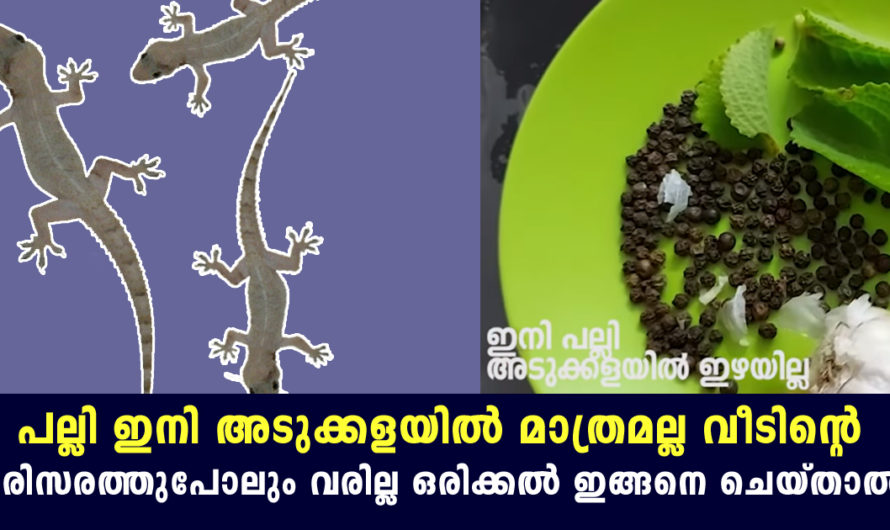 പല്ലി ഇനി നിങ്ങളുടെ അടുക്കളയില്‍ മാത്രമല്ല വീടിന്‍റെ പരിസരത്തുപോലും വരില്ല ഇത് ചെയ്‌താല്‍