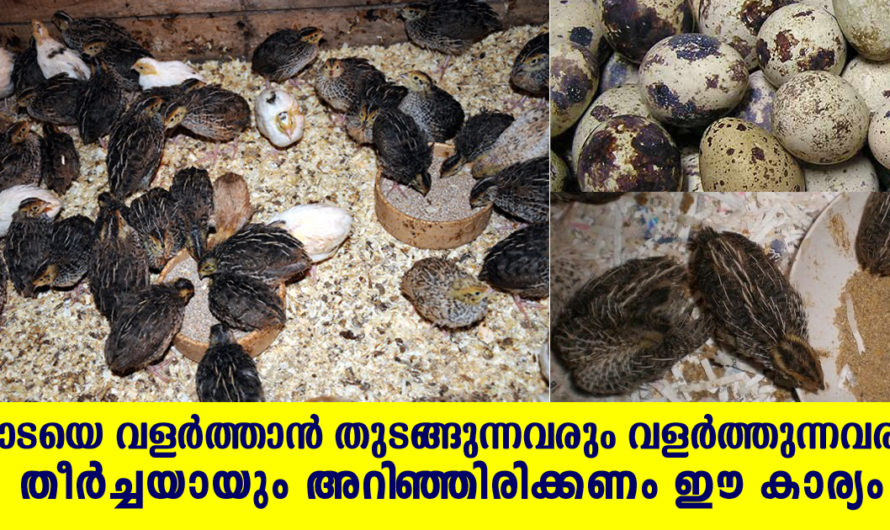 കാട വളര്‍ത്താന്‍ തുടങ്ങുന്നവരും നിലവില്‍ വളര്‍ത്തുന്നവരും അറിഞ്ഞിരിക്കുക ഈ കാര്യം