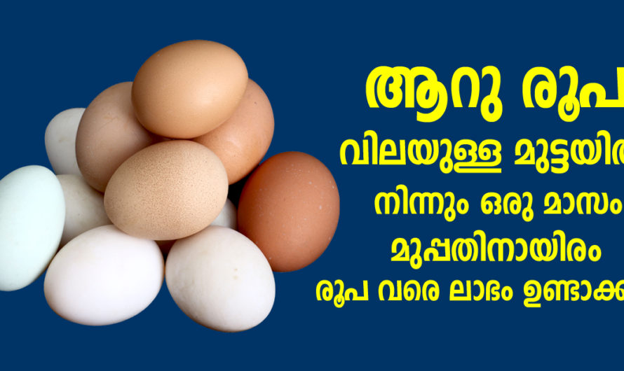 ആറു രൂപ വിലയുള്ള മുട്ടയിൽ നിന്നും ഒരു മാസം മുപ്പതിനായിരം രൂപ വരെ ലാഭം