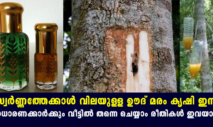 ഊദ് മര കൃഷി ഇനി സാധാരണക്കാർക്കും ചെയ്യാം സ്വന്തം വീട്ടില്‍ തന്നെ സ്വര്‍ണ്ണത്തേക്കാള്‍ വില