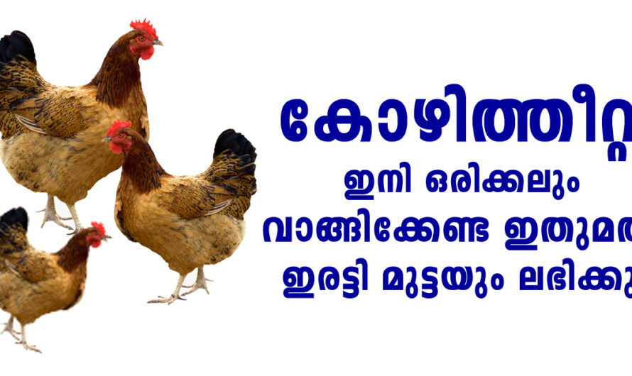 കോഴിത്തീറ്റ ഇനി പുറത്തുനിന്ന് വാങ്ങേണ്ട ഇതൊന്നു പരീക്ഷിച്ചു നോക്കൂ ദിവസവും മുട്ടയും കിട്ടും