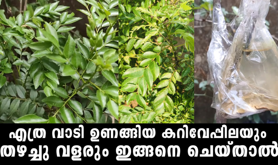 എത്ര വാടി ശോഷിച്ച കറിവേപ്പിലയും തഴച്ചു വളരും ഇങ്ങനെ ചെയ്‌താൽ