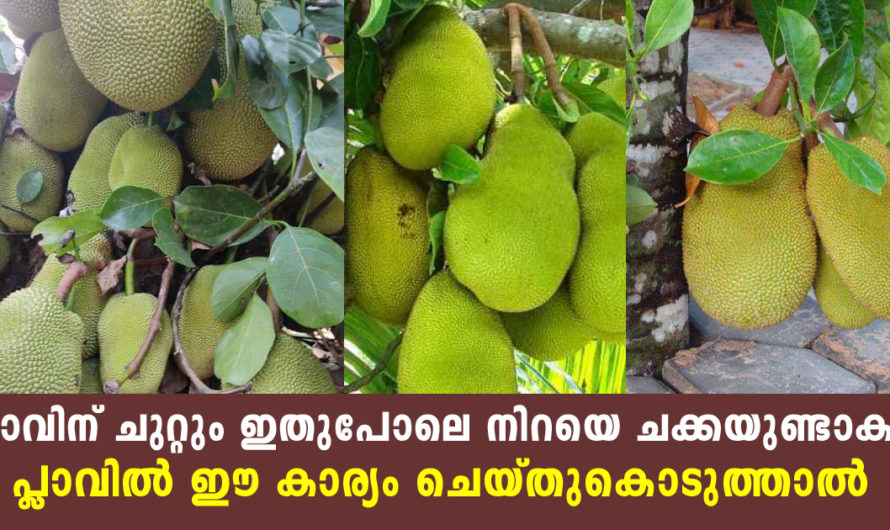 പ്ലാവിന് ചുറ്റും ഇതുപോലെ നിറയെ ചക്കയുണ്ടാകും പ്ലാവിൽ ഈ കാര്യം ചെയ്തുകൊടുത്താൽ