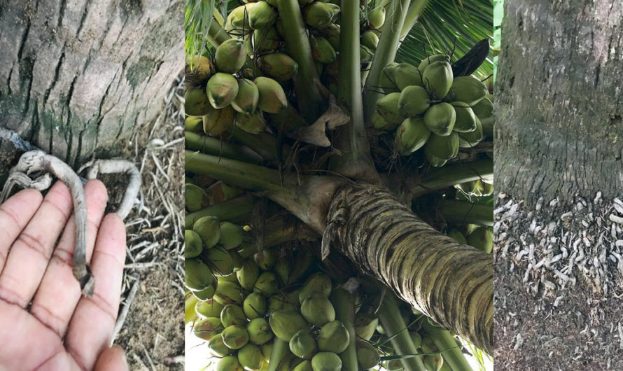 ഒരു രൂപ മുടക്കി ഇങ്ങനെ ചെയ്താൽ കായ്ക്കാത്ത തെങ്ങിൽ നൂറുകണക്കിന് തേങ്ങാ കായ്ക്കും