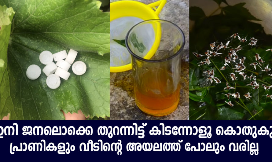 കൊതുകും വരില്ല പാറ്റകളും വരില്ല ജനലൊക്കെ തുറന്നിട്ടു കിടന്നോളൂ ഇതുണ്ടെങ്കിൽ