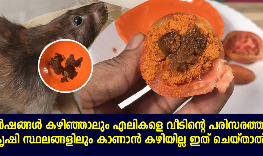 വർഷങ്ങൾ എത്ര കഴിഞ്ഞാലും എലികൾ വീട്ടിലല്ല നിങ്ങളുടെ പറമ്പിൽ പോലും വരില്ല