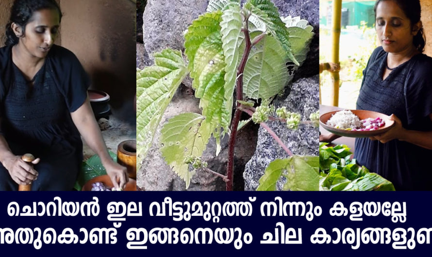 കൊടിത്തൂവ കൊണ്ട് ഇങ്ങനെയും ചില കാര്യങ്ങൾ ചെയ്യാം വീട്ടുമുറ്റത്ത് നിന്നും കളയല്ലേ