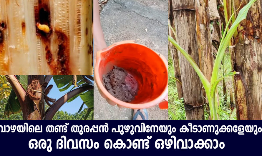 വാഴയിലെ തണ്ട് തുരപ്പൻ പുഴുവിനേയും കീടാണുക്കളേയും ഒരു ദിവസം കൊണ്ട് ഒഴിവാക്കാം