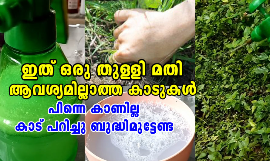 വീട്ടുമുറ്റത്തുള്ള കാട് ഇനി പറിച്ചു ബുദ്ധിമുട്ടേണ്ട ഇത് മാത്രം തളിച്ചാൽ മതി