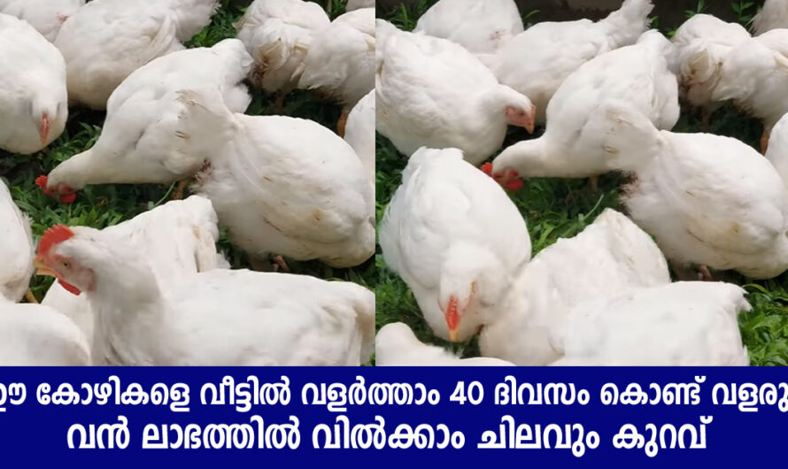 ഈ കോഴികളെ വീട്ടിൽ വളർത്താം 40 ദിവസം കൊണ്ട് വൻ ലാഭത്തിൽ കൊടുക്കാം