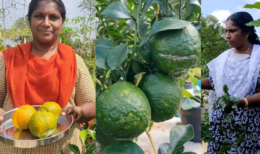 ടെറസിൽ ഓറഞ്ച് കൃഷി ചെയ്തു വിജയം കൊയ്ത് വീട്ടമ്മ എല്ലാവർക്കും ചെയ്യാവുന്ന രീതി