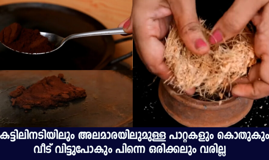 മുൻപേ ഇതൊക്കെ അറിഞ്ഞിരുന്നെങ്കിൽ വീട്ടിൽ പാറ്റകളും കൊതുകും വരില്ലായിരുന്നു